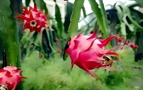 微生物菌剂的使用与选择