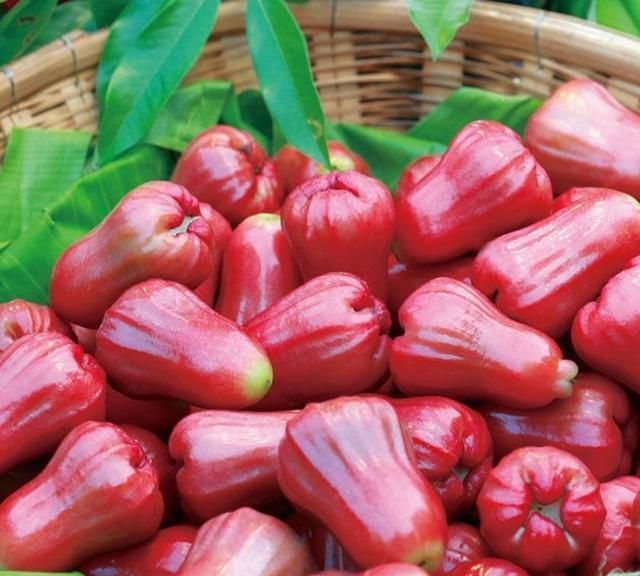 微生物菌剂·作物用法速查表