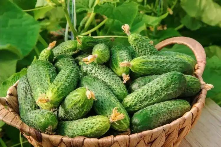 如何选择适合自己作物的微生物菌剂？