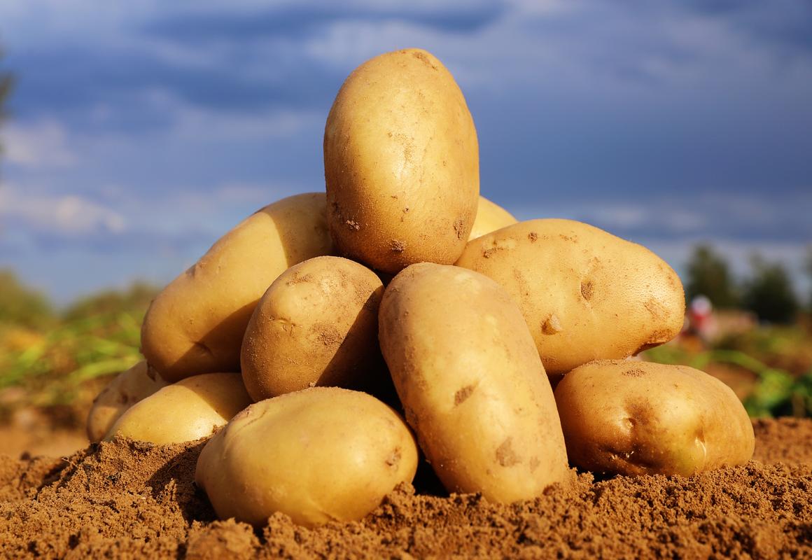 微生物菌剂对土豆生长的作用