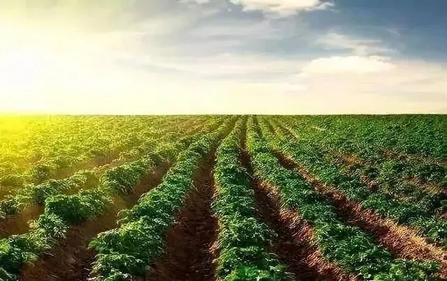 微生物菌剂对东北黑土地的作用