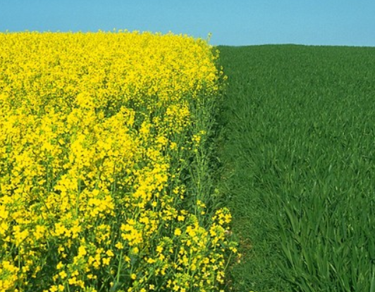 微生物菌剂作为农肥的核心作用