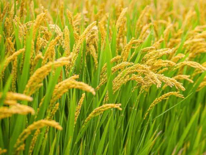 微生物菌剂农肥对作物根系的作用