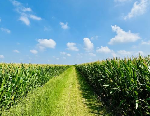 微生物菌剂农肥对作物茎的作用