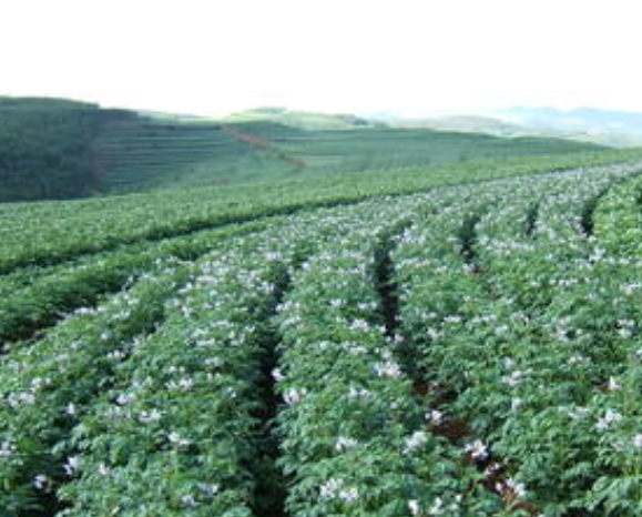 微生物菌剂农肥对作物叶的作用