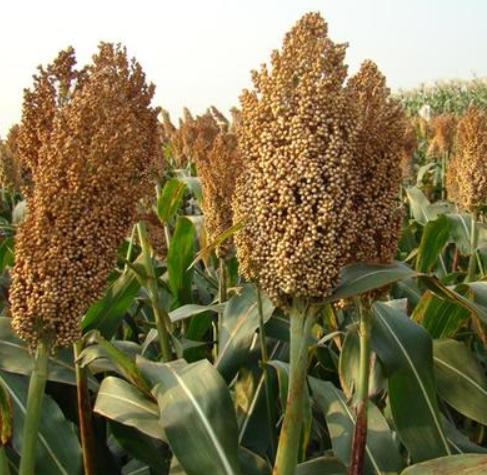 农科小知识——种植核心环节