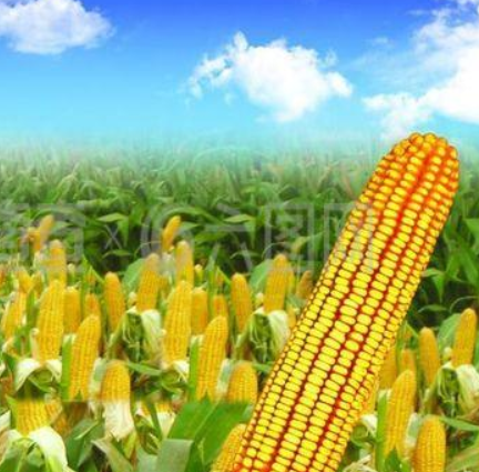 玉米施肥核心