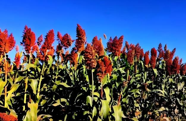 高粱的一般特性及使用价值介绍