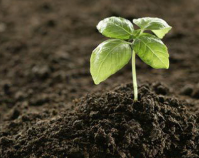 微生物菌剂对土壤的核心作用