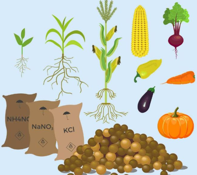 微生物菌剂对农作物的核心作用