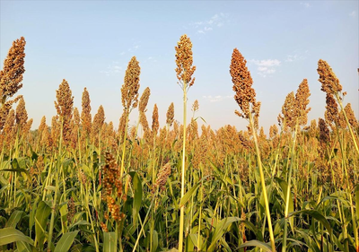 微生物菌剂对稻谷的作用