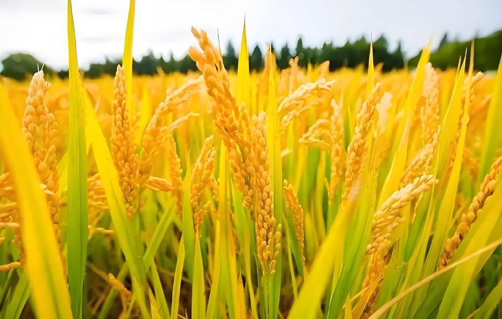 微生物菌剂对稻谷的具体提质增产措施（分维度细化）