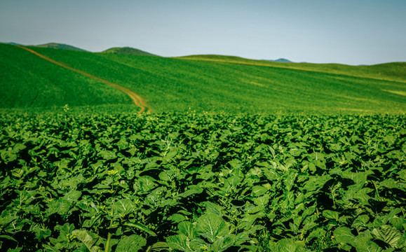 微生物菌剂对甜菜的核心作用
