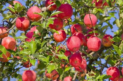 微生物菌剂中菌种的定殖数量有多少？