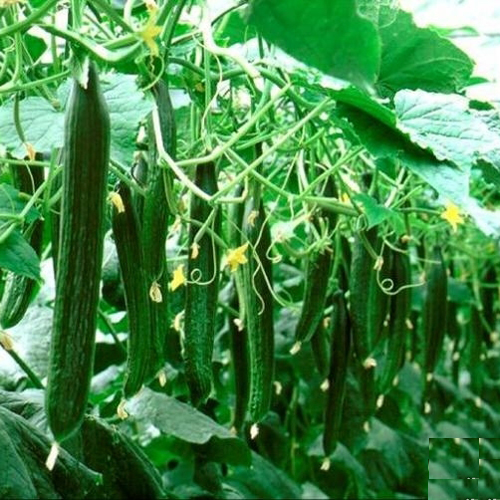 微生物菌剂的合成