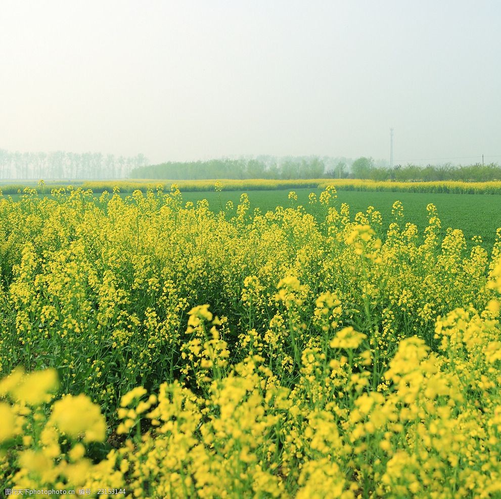 微生物菌剂中常见的菌种