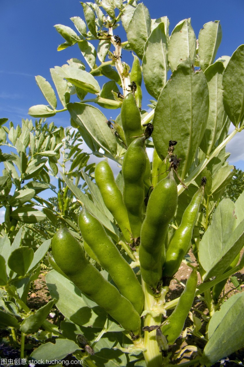 微生物菌剂中的菌种是如何筛选的？