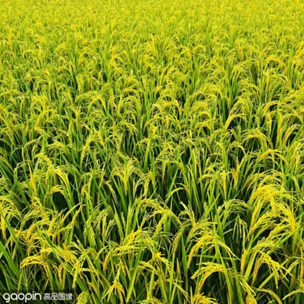 微生物菌剂中的菌种需要满足哪些条件？