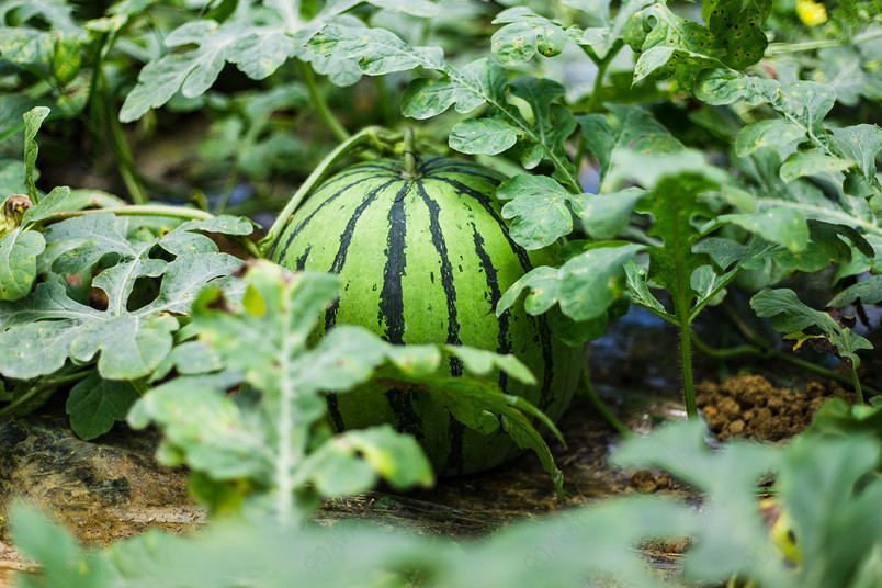 如何评估微生物菌剂中菌种的定殖能力？