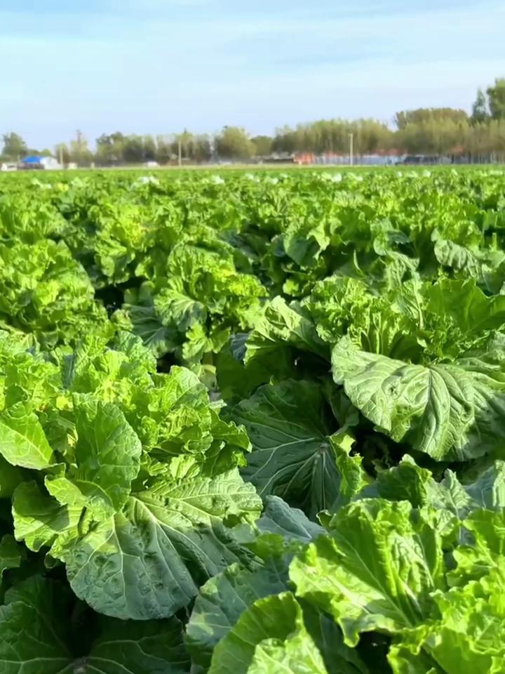 微生物菌剂与有机肥的区别