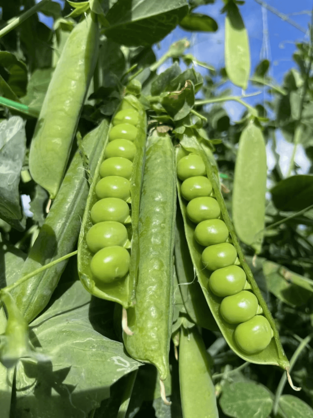 微生物菌剂和有机肥哪个肥效更好？