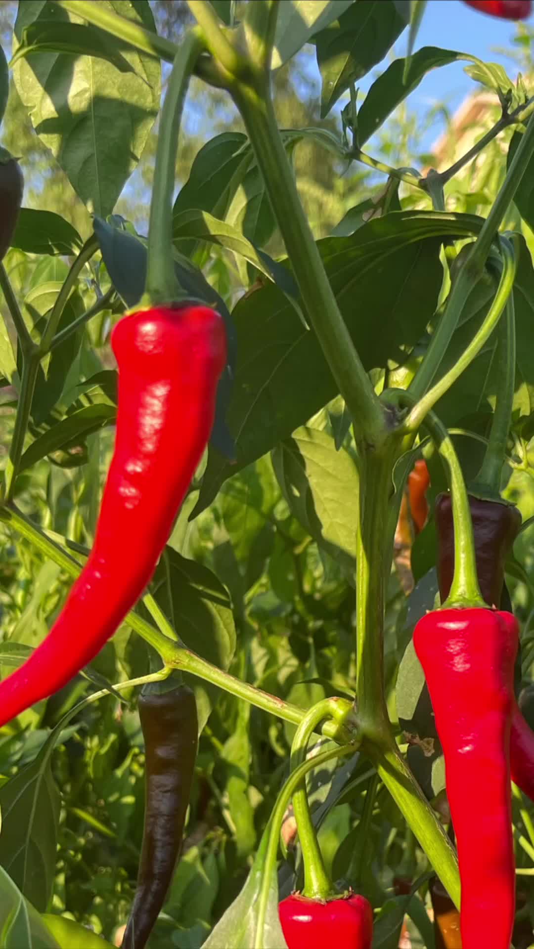 微生物菌剂与有机肥搭配使用的核心好处
