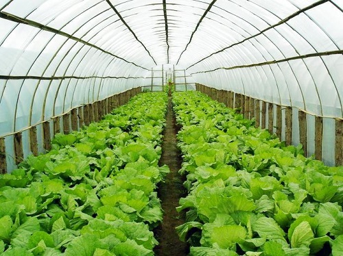 哪些微生物菌剂和有机肥搭配使用效果较好？