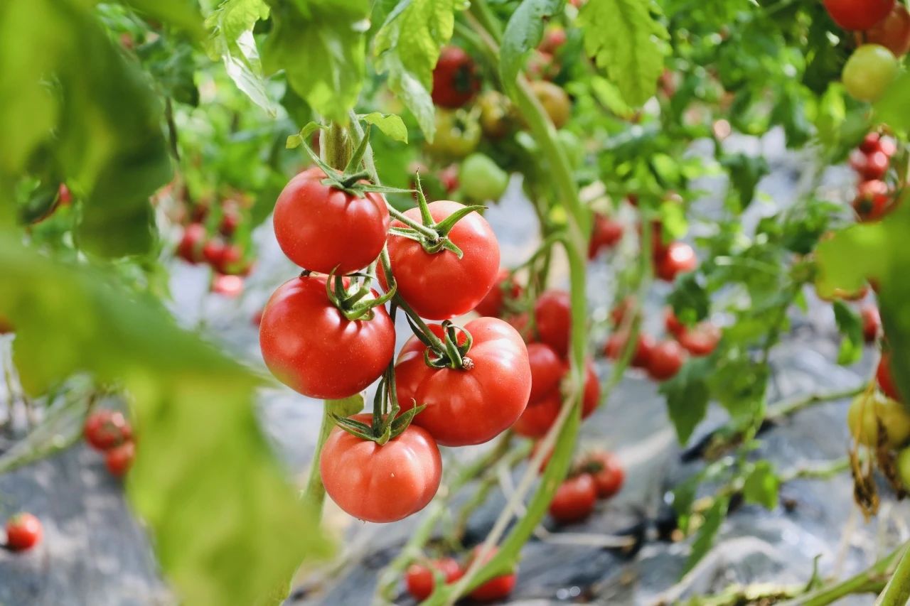 微生物菌剂和有机肥搭配使用的注意事项