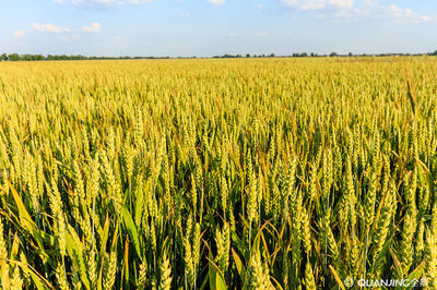 微生物菌剂和有机肥搭配使用的比例是多少？