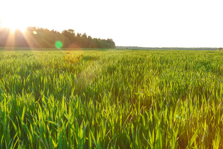 微生物菌剂的有效期一般有多长？