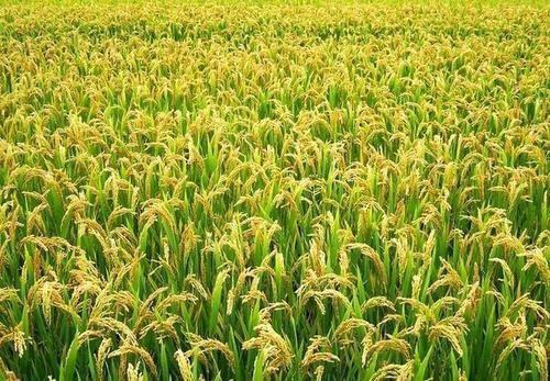 微生物菌剂过期了还能继续使用吗？