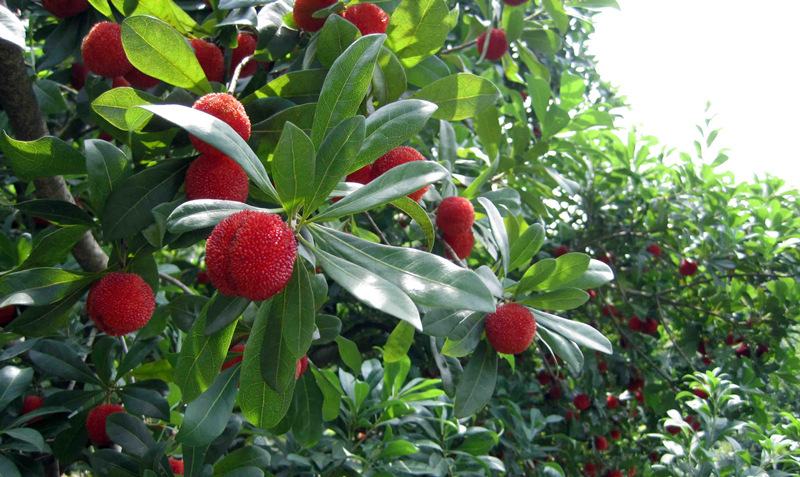 微生物菌剂在大棚蔬菜上的使用方法