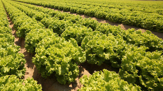 微生物菌剂对瓜果的作用