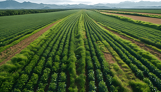 微生物菌剂对南方植物的生长有什么促进作用？