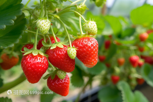 哪些微生物菌剂可以改良南方酸性土壤？